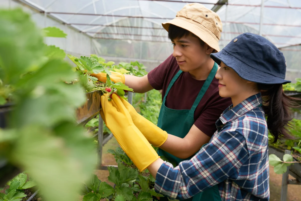 petani jepang bekerja di kebun
